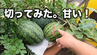 令和元年版SUICAの達人【ベランダで大玉スイカが作れる！プランター家庭菜園】（1４）切ってみた　甘い！   ７/ ２０（マダ梅雨ツヅク）