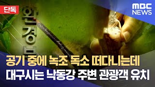 [단독] 공기 중에 녹조 독소 떠다니는데‥ 대구시는 낙동강 주변 관광객 유치 (2024.10.14/뉴스데스크/대구MBC)