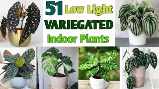 51 Low Sunlight Variegated Plants | Best Indoor Variegated Plants with Names | Plant and Planting