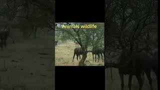 ANIMALS WILDLIFE/चिता वाइल्डबीस्ट का शिकार करना चाहता है