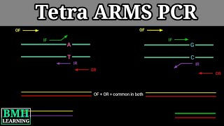 Tetra ARMS PC | Allele Specific PCR | Allele Specific Oligonucleotide |