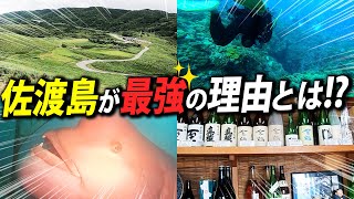 【佐渡島は最強で最高！】新潟県佐渡島でダイビングをしていたら巨大な魚に遭遇しました。