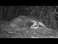 New Forest Explorers Guide - Badgers sleep above ground after a hard nights foraging