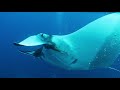 giant manta rays of socorro island glide near divers