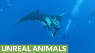 Giant Manta Rays of Socorro Island glide near divers