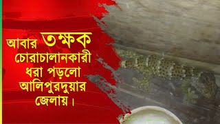 আবার তক্ষক চোরাচালানকারী ধরা পড়লো আলিপুরদুয়ার জেলায়।#creature