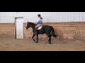 vika monty trot on long rein