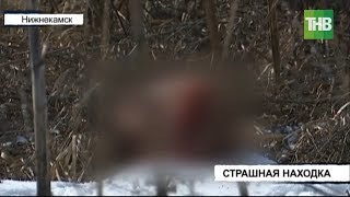 Отрезанную человеческую голову обнаружили в лесопосадке Нижнекамска | ТНВ