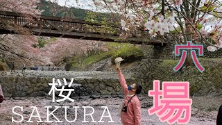 Cherry blossom和らぎの道(七谷川) 桜 2023 in 亀岡市  sakura vlog#Cherryblossom#京都桜