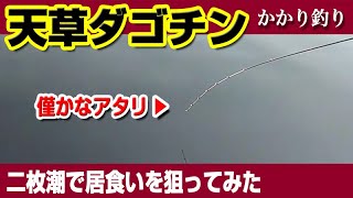 ダゴチンで居食いを狙ってみた。チヌのアタリはこんなにも小さい・・・【かかり釣り】【二枚潮対策】