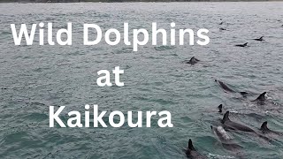 World Tour: New Zealand. S3 - SE7 (Wild Dolphins Kaikoura)