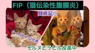 FIP闘病①（猫伝染性腹膜炎）を発症した兄弟猫。アロ君とタイガ君　【FIP】【モヌルピラビル】