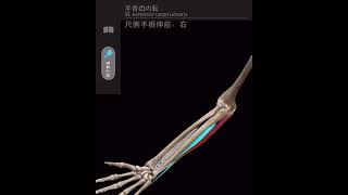 「手関節内転」解剖学的動作分析 Anatomical movement analysis of \