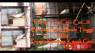 CIRI CIRI BURUNG PUTER MAU KAWIN TANDA TANDA PUTER BIRAHI SIAP KAWIN