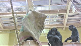 リュウ家族と双子ガール  148  Ryu family \u0026 twin girls  chimpanzee