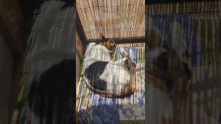 先住猫の日向ぼっこ🐱 - Cats Sunbathing - #shorts #猫