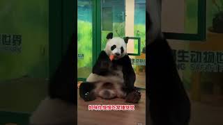 #大熊猫 #大熊猫妹猪 #大熊猫萌萌 #panda 妈咪你慢慢吃窝睡觉觉