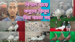 বিশাল ধামাকা অফারে কবুতর কিনুন ডিম বাচচা সহকারে পাল্লা করা কবুতর গিরিবাজ কালারিং বেজি সিলভার কবুতর