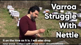 Varroa Struggle With Nettle