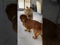 my dog likes to sneak attack his mom… goldendoodle funnydog goldenretriever