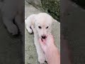 Cuccioli Cani Taglia Grande maschi femmine in regalo video 6