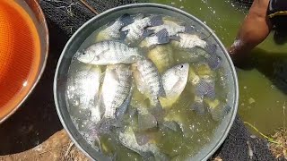 Hechos del Agro - Emprendimiento con tilapia en Ahuachapán