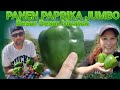 PANEN PAPRİKA JUMBO Dİ TURKEY || BIG PAPRIKA HARVEST IN TURKEY ||