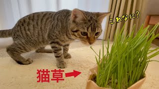 猫草とレタスを食べてみた猫の反応がこちらですw