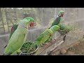 talking parrot natural sounds alexandrine parrot talking mithu