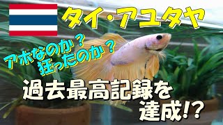 【ベタ飼育 #17】あほなの？嫁の言葉が突き刺さる！ 魅惑のベタ天国から帰還！ その成果はいかに!?