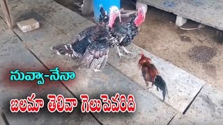 టర్కీ కోళ్ల కొట్లాట | Funny Cock Fight In Sheep Farm | Village Agriculture