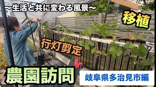 農園訪問(岐阜県多治見市編)〜地植えの移植\u0026鉢植えの剪定〜