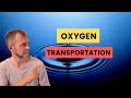 Oxygen Transportation Simplified | A Beginner Freediver Guide to How Your Body Works