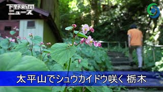 太平山でシュウカイドウ咲く 栃木