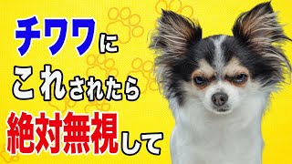 チワワが飼い主に見せてきたら絶対に無視した方がいい行動