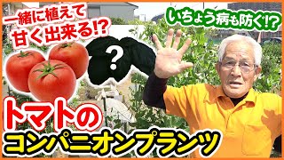 4月中に覚えたいトマトを甘くする裏技！？バジルを一緒に植えて美味しさ倍増の混植栽培！夏野菜・苗の植え付けが楽しくなる方法【家庭菜園】【コンパニオンプランツ】【萎凋病】【ネギ】【ニラ】