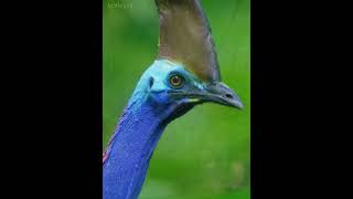 Burung yang dikenal sebagai Burung Pembunuh ☠️ ‼️#kasuari #cassowary