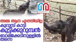 വടാട്ടുപാറയില്‍ ജനവാസ കേന്ദ്രത്തിലെത്തിയ ആനക്കുട്ടിയെ വനത്തിലേക്കയയ്ക്കും l elephant