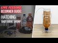 Simple DIY Setup for Hatching Brine Shrimp Eggs