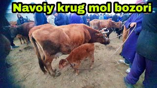 Peshko'Navoiy krug mol bozoridan ona bola sigirlar narxlari 18/12/2022