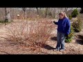 Spring Prune Your Dogwood Shrub to Maintain Color