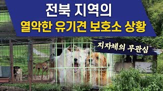 전북의 열악한 지원 속 완주 유기견 보호소 상황