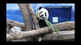 20211128 室內早餐乖圓寶 運完竹葉就睡覺 Giant Panda Yuan Yuan \u0026 Yuan Bao