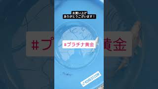 【#プラチナ黄金】 2024/04/21 お買い上げありがとうございます!!＃京阪錦鯉センター錦鯉