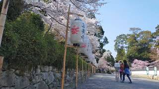 【4K】三井寺桜　2022年春