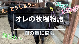 予選会に出す牛の餌の量がわからない🙄悩む日々