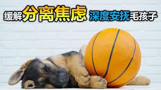 🐶【狗狗也爱听音乐! 毛孩摇篮曲】10小时让狗狗深度放松的音乐🐶小狗安眠音乐 宠物疗愈音乐  🎵🎶  放松毛孩子的心情，降低焦虑和紧张情绪  放松你的狗狗  睡眠音乐 安抚放松你的狗狗