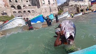 SOM FISHING PORT AMAZING FISHING VIDEOS