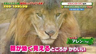 ドジっ子なかわいい系イケメン・アレン［千葉市動物公園］『ZOO-1グランプリ』11/30(火)【TBS】