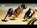 Track Race Dog Race Racing Greyhounds